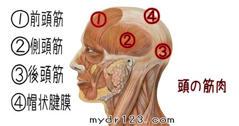 頭部位置